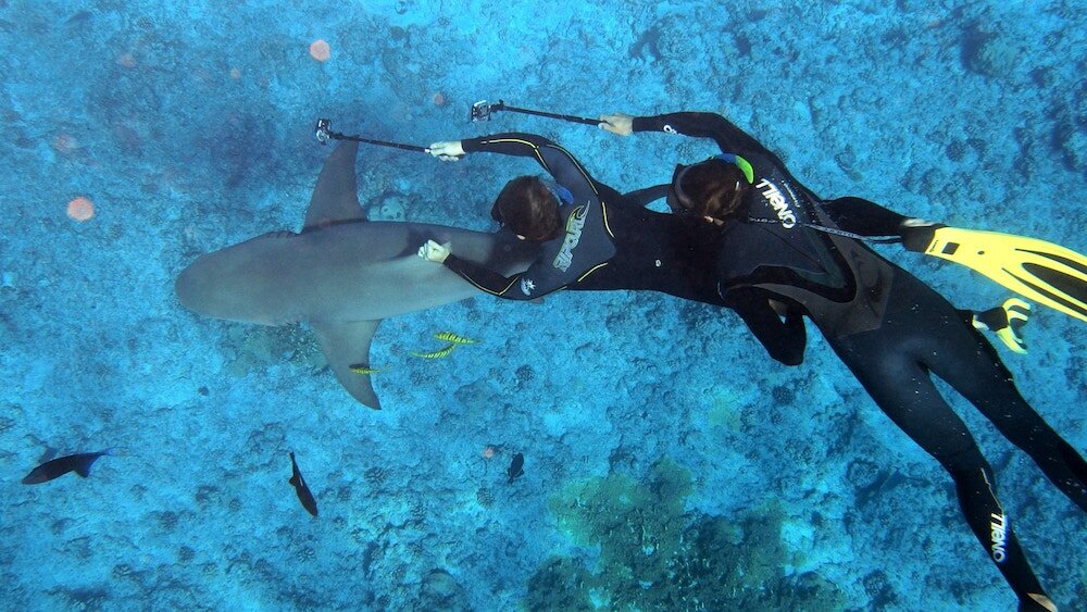 Spot Diving Terbaik di Indonesia